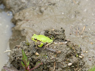 かえる