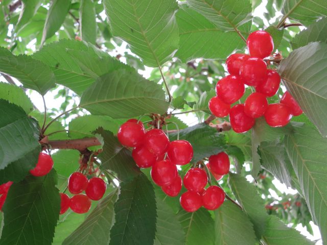 さくらんぼ狩り