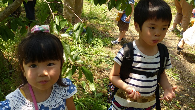 男の子と女の子さくらんぼ狩り