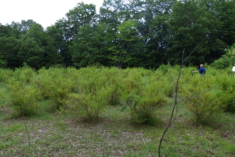 昆虫採集バッタやカマキリ