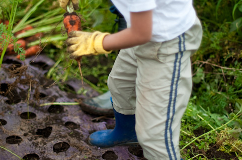 野菜収穫体験　親子