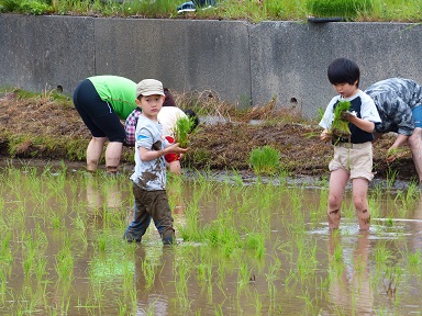 稲刈り・田植え体験