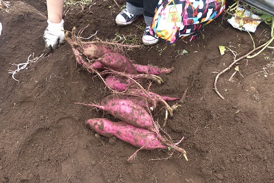 さつまいも掘りツアー