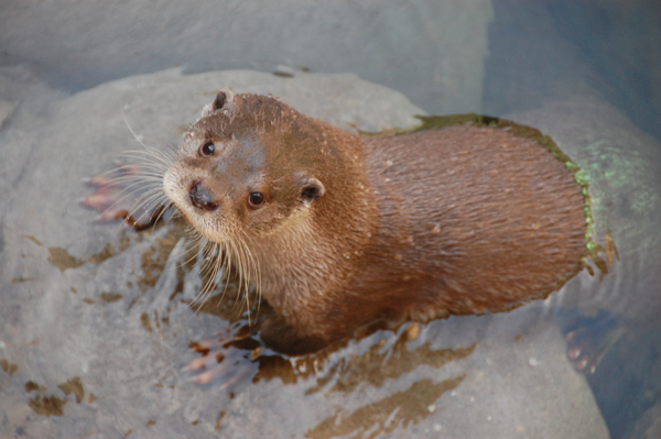 カワウソ
