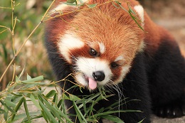 レッサーパンダ　動物園