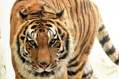 トラ　動物園　親子