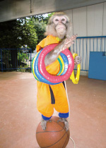 お猿のショー　バスツアー