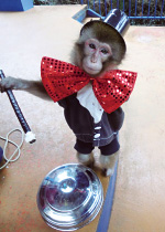 ニホンザル　ツアー