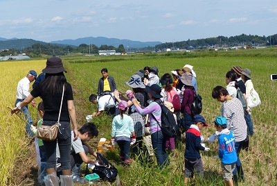 稲刈り　方法