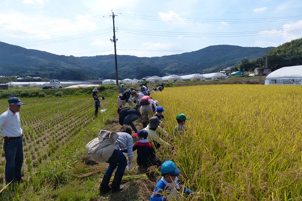 農業体験　稲刈り