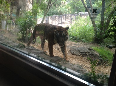 トラ　動物園