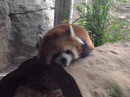 レッサーパンダ　ツアー