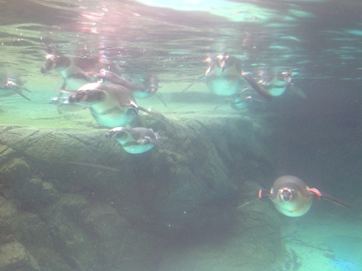 水族館　ツアー