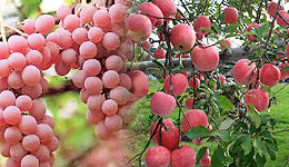 りんご狩りとぶどう狩り