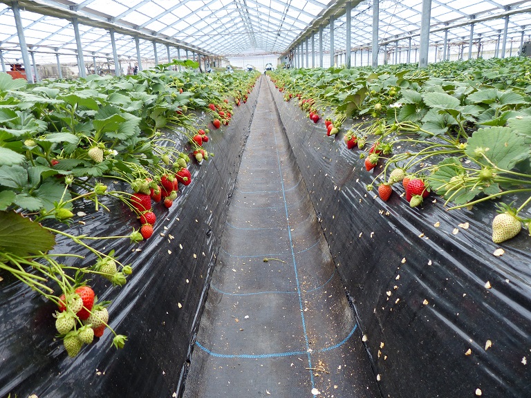 千葉　いちご　狩りツアー