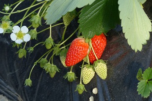 いちご狩り　2015　ツアー