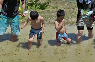 田植え　体験　子ども