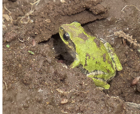 田んぼ　生き物　ツアー