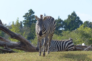 動物園　親子　ベビーカー