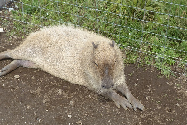 動物ふれあい　親子ツアー