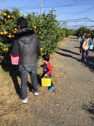 みかん狩り　親子遠足