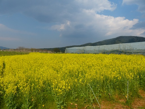 菜の花畑