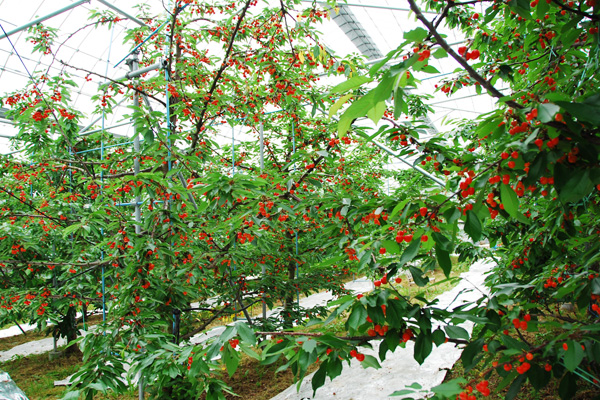 さくらんぼがいっぱい