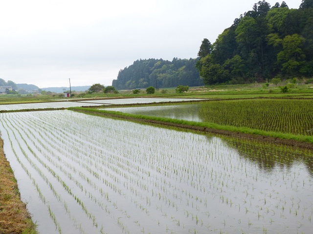 田んぼ