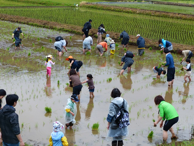 みんなで田植え