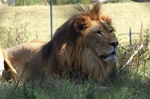 ズーラシア　親子　感想