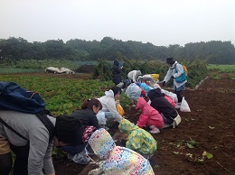 さつまいも堀　バスツアー子ども