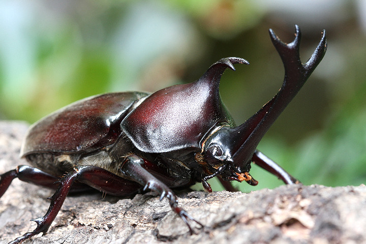 カブトムシ狩り　親子