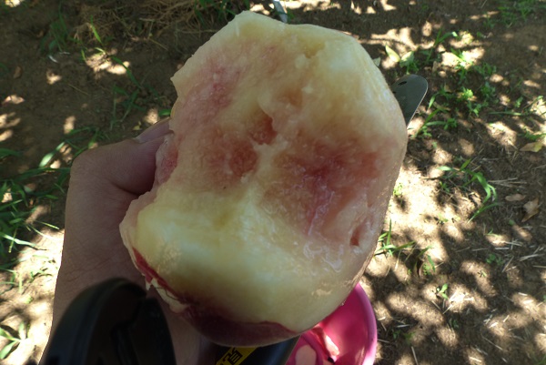 桃狩り　2016オススメ