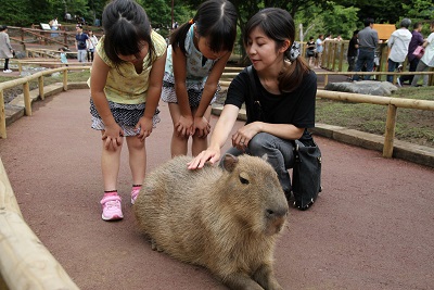 capybara2FB.jpg