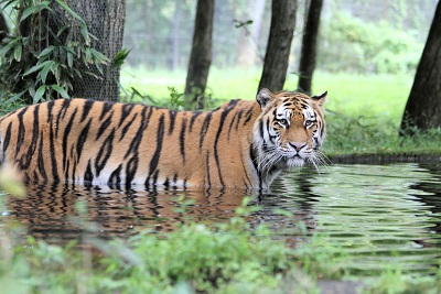 tiger-5fb.jpg